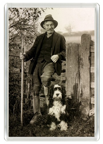 Bearded collie shepherd and - collie,