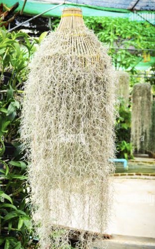 Spanish moss grams for - moss,