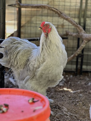 Lavender brahma hatching - 4,