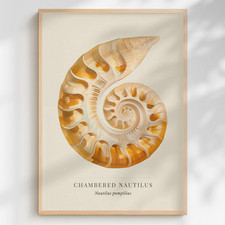 Nautilus Shell Print Nautilus