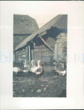 1930 Old Dutch barn Coscombe Farm Gloucestershire 4x3" Orig Photo 