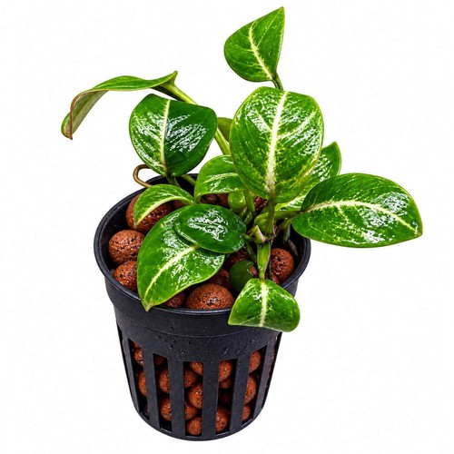 Anubias giant stardust