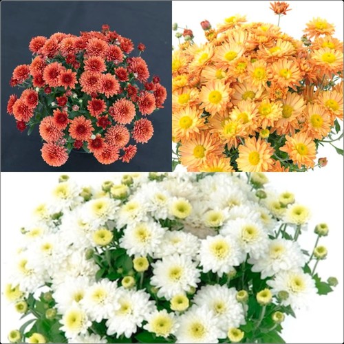 Chrysanthemum poppins plug - chrysanthemum, 6