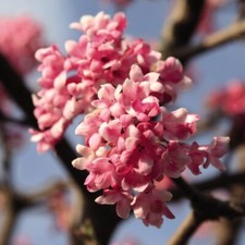 Viburnum 'Dawn' - Fragrant