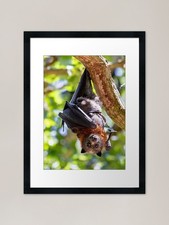 Flying fox framed art - flying,