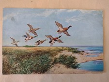 Artist Bird Postcard, Flying