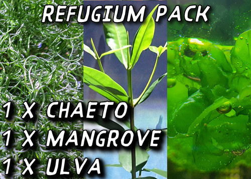 Refugium starter pack chaeto - starter,