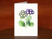 Auricula: George Lightbody and