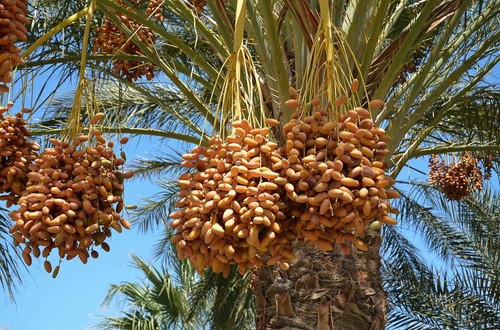 Date palm seeds phoenix - date, (phoenix