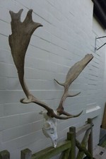 Fallow Deer Stag Antlers Trophy Art Farm Barn Home Loft Tattoo Studio Decor B