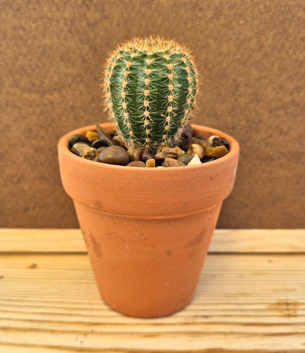 Mammillaria spinosissima