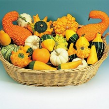 Gourd Ornamental Mixed Seeds -