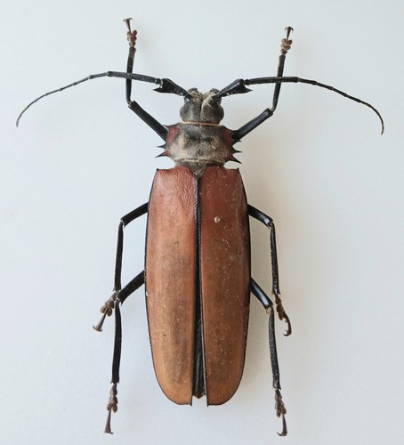 Callipogon armilatus imperious - callipogon,