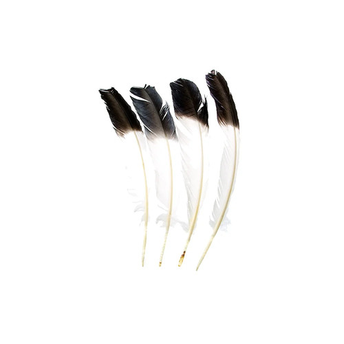 Black tipped imitation eagle - black-tipped,
