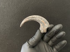 Velociraptor Replica Dinosaur