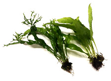 2x Java Fern Live Aquarium Plants (1x Common & 1x Windelov) Microsorum Pteropus