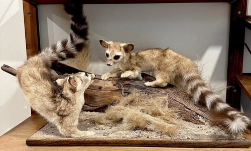 Rare vintage dual - dual, ringtail
