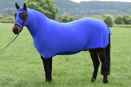 Horse honsie - horse,