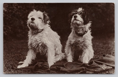 Sealyham terrier wire - sealyham, haired