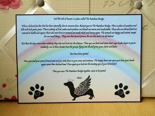 Dachshund dog rainbow - dachshund,