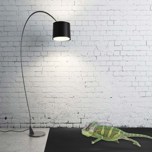 Bearded dragon substrates - dragon,