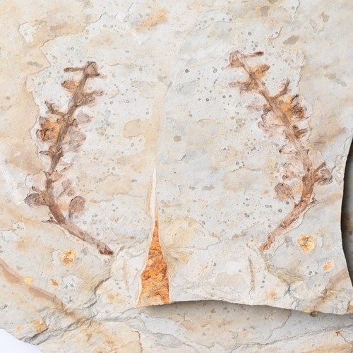 Fossil cretaceous plant - fossil,