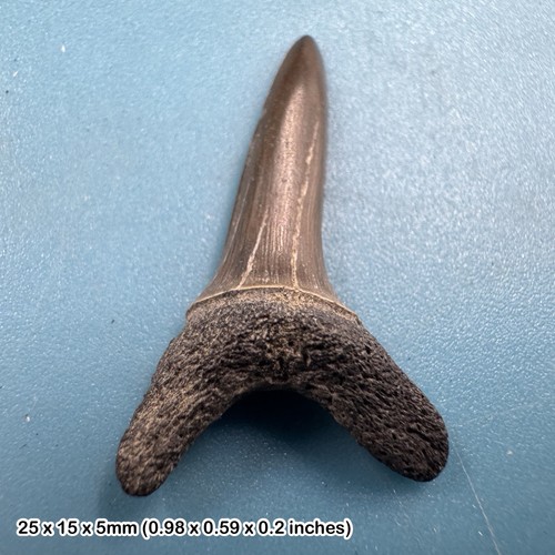 Fossil sand tiger shark - , tooth