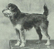 Lakeland Terrier The Latest Sporting Terrier 1928 Photo Article K899