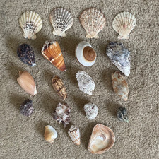 Vintage Sea Shells Tiger