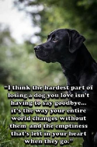 Sentimental labrador dog - labrador,