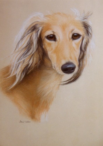 Saluki dog greeting - dog,
