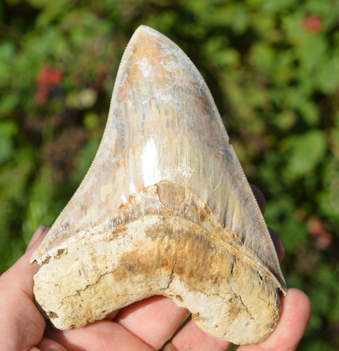 Stunning big 9 - big, 4.9"