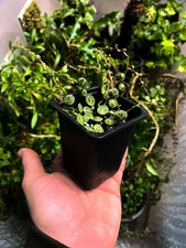 9cm pot - Peperomia Prostrata 'String of Turtles' Trailing Plant Terrarium