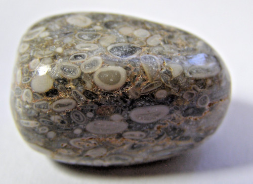 Fossil wheat tumblestone - tumblestone, 2.5