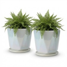 Ceramic Plant Pots for Indoor