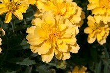 Flower - French Marigold - Lemon Zest - 40 Seeds