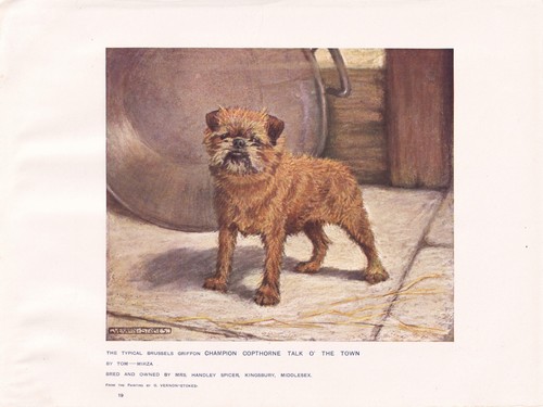 Brussels griffon dog antique - brussels,
