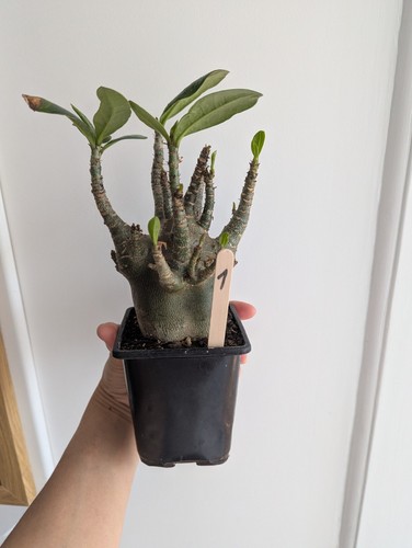 Adenium arabicum desert - adenium, /desert