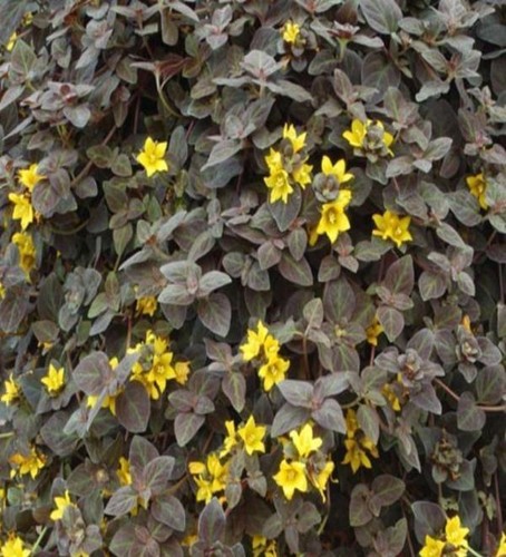 Lysimachia midnight sun - lysimachia,
