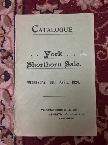 1924 york shorthorn cattle - 1924,