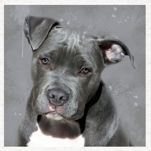 Dog pit bull terrier - dog,