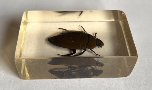 Real insect poss water - real, (poss