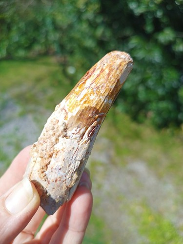 Spinosaurus teeth tooth - teeth,
