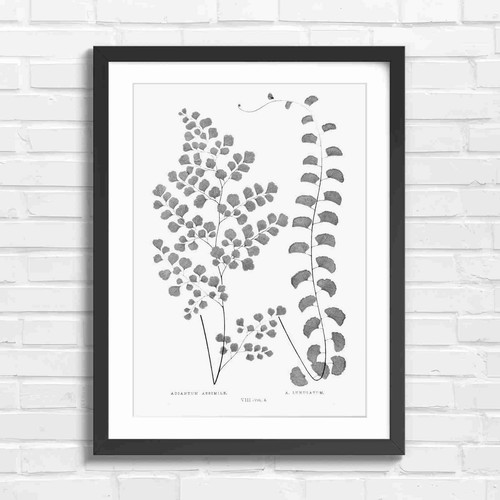 Botanical fern leaves - botanical,