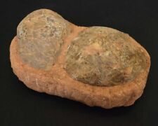 Two fossilised dinosaur eggs Likely Hadrosaur