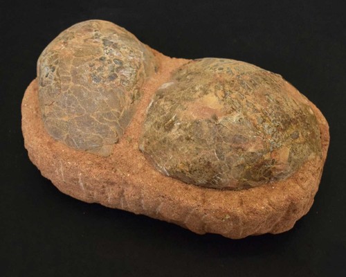 Two fossilised dinosaur - , eggs