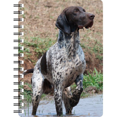 German short haired pointer - german,