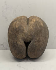 Coco de Mer Nut Seychelles Collectable Rare Natural Praslin original piece