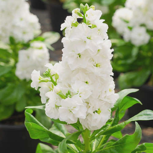 Stock matthiola incana dwarf - stock,