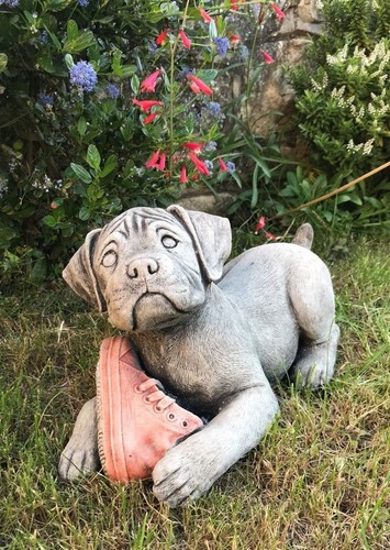 Boxer puppy dog - red, shoe